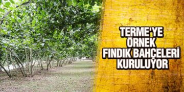 Terme’ye Örnek Fındık Bahçeleri Kuruluyor