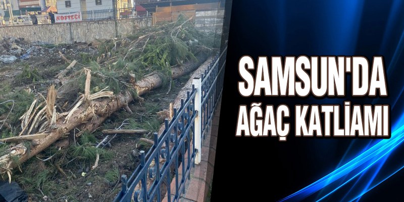Samsun’da Ağaç Katliamı