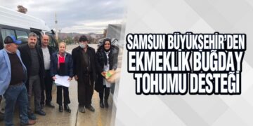 Samsun Büyükşehir’den Ekmeklik Buğday Tohumu Desteği