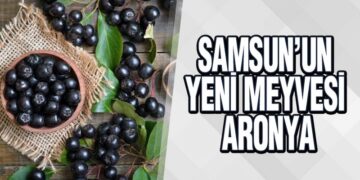 Samsun’un Yeni Meyvesi: Aronya