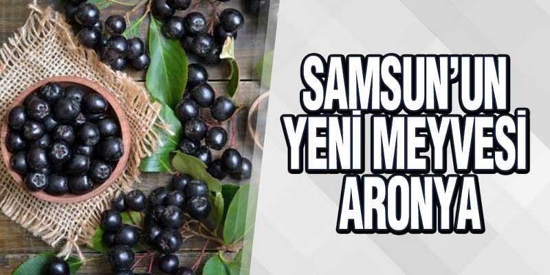 Samsun’un Yeni Meyvesi: Aronya