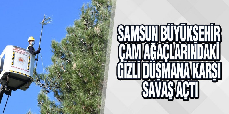 Samsun Büyükşehir Çam Ağaçlarındaki Gizli Düşmana Karşı Savaş Açtı