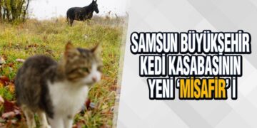 Samsun Büyükşehir Kedi Kasabasının Yeni ‘Misafir’ i