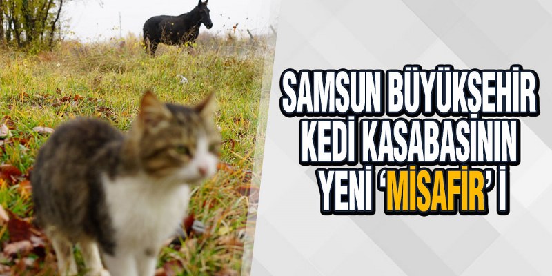 Samsun Büyükşehir Kedi Kasabasının Yeni ‘Misafir’ i