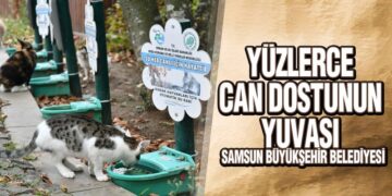 Samsun Büyükşehir 391 sokak hayvanını sahiplendirdi