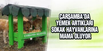 Çarşamba’da Sokak Hayvanları İçin Örnek Çalışma
