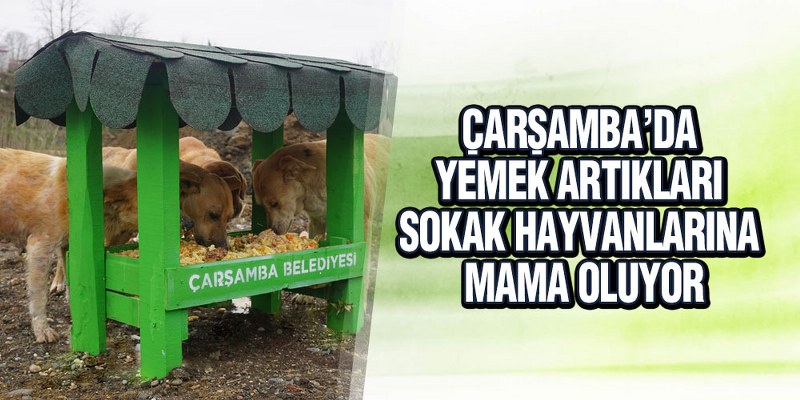 Çarşamba’da Sokak Hayvanları İçin Örnek Çalışma