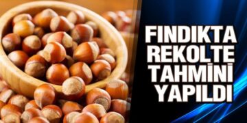 Fındıkta Rekolte Tahmini