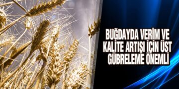 Buğdayda Verim Ve Kalite Artışı İçin Üst Gübreleme Önemli