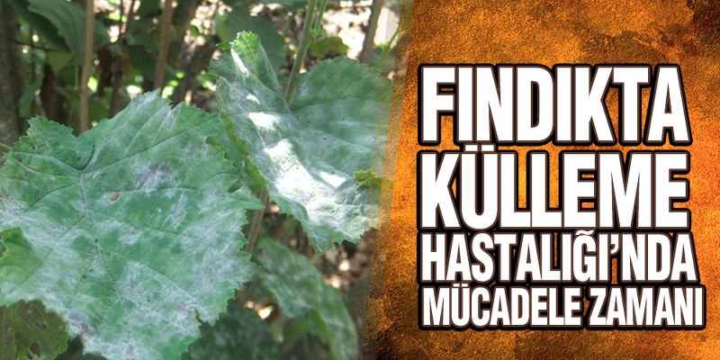 Fındıkta Külleme Hastalığı’nda Mücadele Zamanı