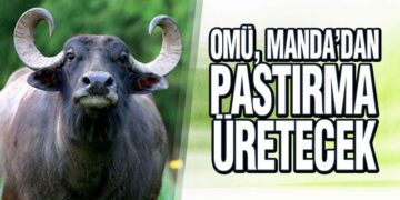 OMÜ Geliştirdiği Projeyle ‘Manda Pastırması’ Üretmeyi Hedefliyor