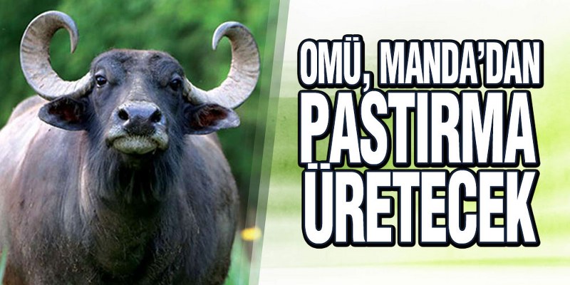 OMÜ Geliştirdiği Projeyle ‘Manda Pastırması’ Üretmeyi Hedefliyor