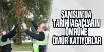 Samsun’da Tarihi Ağaçların Ömrüne Ömür Katıyorlar