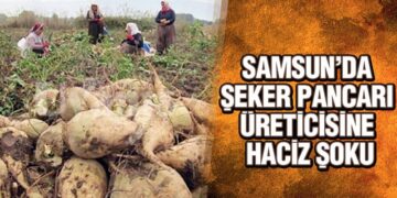Samsun’da Şeker Pancarı Üreticisine Haciz Şoku