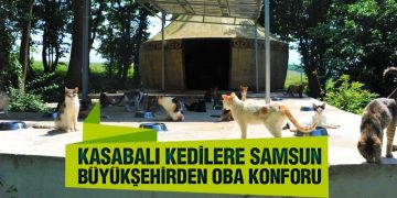 Kasabalı Kedilere Samsun Büyükşehirden Oba Konforu