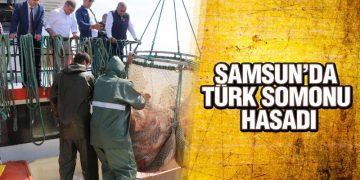 Samsun’da Türk Somonu Hasadı