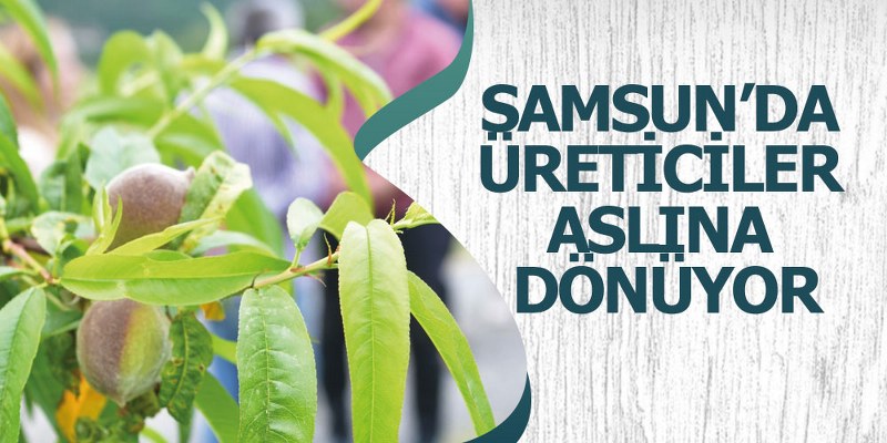 Samsun’da Üreticiler Aslına Dönüyor