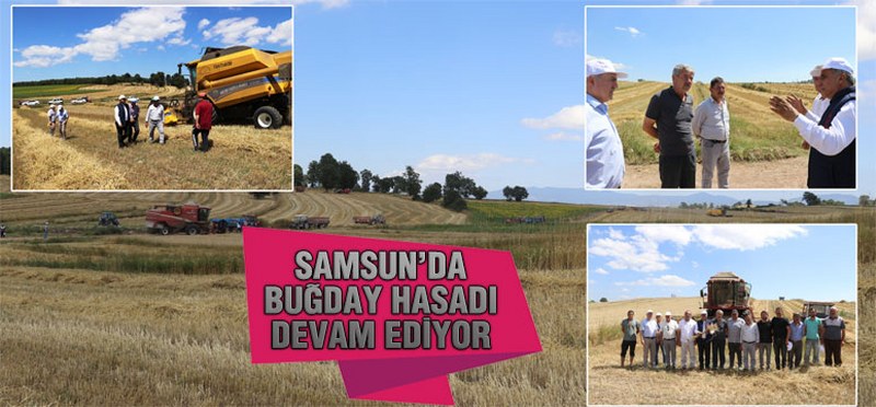 Samsun’da Buğday Hasadı Devam Ediyor