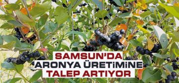 Samsun’da Aronia Meyvesi Hasadı Gelecek Vaat Ediyor