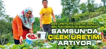 Samsun’da çilek üretimi artıyor