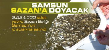 Samsun Sularına Rekor Sayıda Sazan Balığı Yavrusu Bırakıldı