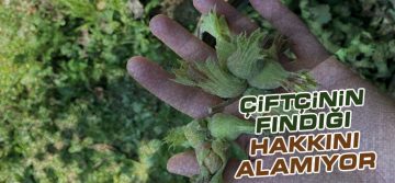 Avcı’dan Fındık Açıklaması