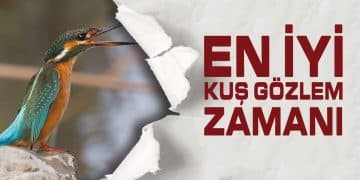 Kuş Gözlemcilere İyi Haber