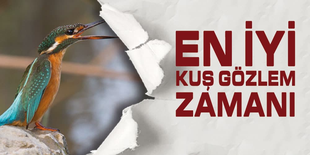 Kuş Gözlemcilere İyi Haber