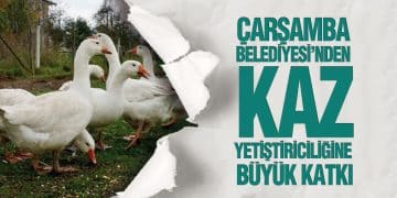 Çarşamba Belediyesi’nden Kaz Yetiştiriciliğine Büyük Katkı