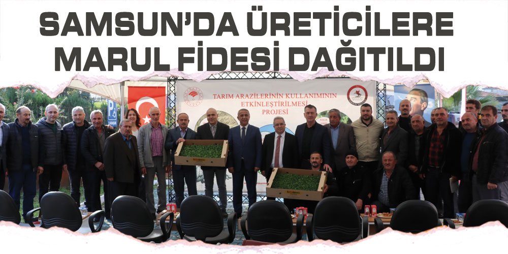 Samsun’da Üreticilere Marul Fidesi Dağıtıldı