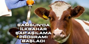 Kırmacı: ‘Samsun’da İlkbahar Şap Aşılama Programı Başladı’