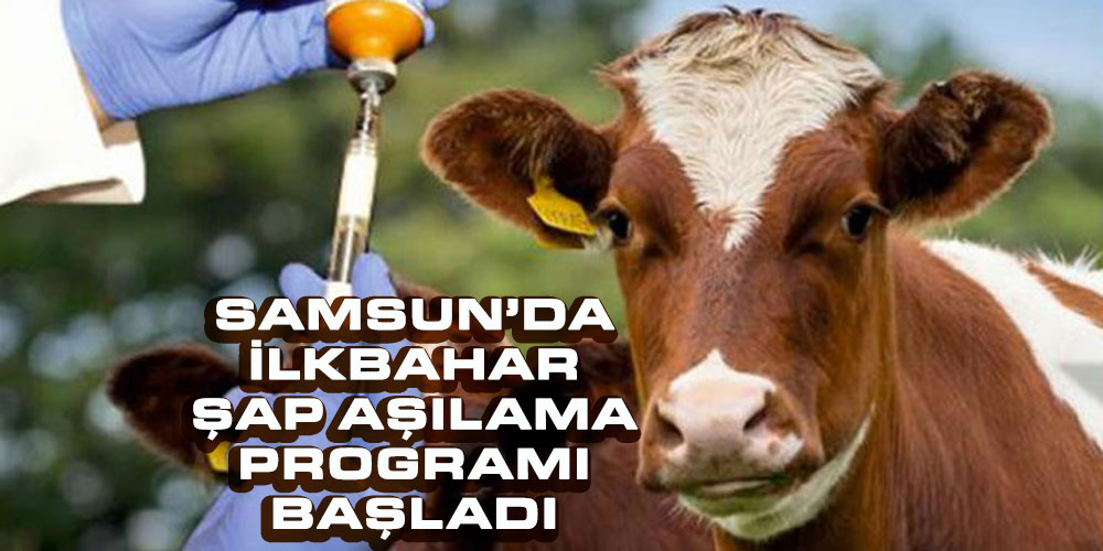 Kırmacı: ‘Samsun’da İlkbahar Şap Aşılama Programı Başladı’