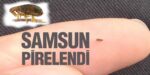 Samsun Pirelendi