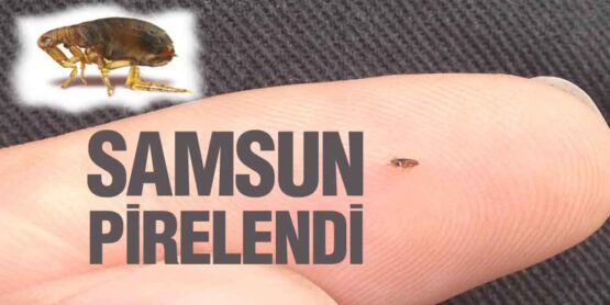 Samsun Pirelendi